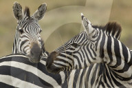 Zebra; Steppenzebra