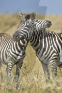 Zebra; Steppenzebra