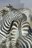 Zebra; Steppenzebra