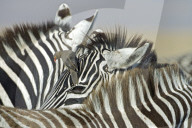 Zebra; Steppenzebra
