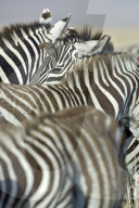 Zebra; Steppenzebra