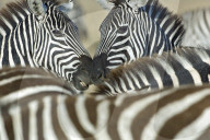 Zebra; Steppenzebra