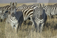 Zebra; Steppenzebra