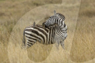 Zebra; Steppenzebra