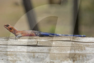 Siedleragame, Agame, (Agama agama), Tier, Reptil, Echse, Reptilien; Waerme, waermeliebend; nicht giftig, ungiftig