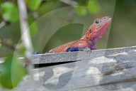 Siedleragame, Agame, (Agama agama), Tier, Reptil, Echse, Reptilien; Waerme, waermeliebend; nicht giftig, ungiftig
