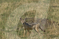 Schakal, Schabrakenschakal