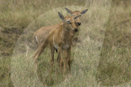 Topi,  Leierantilope