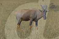 Topi,  Leierantilope