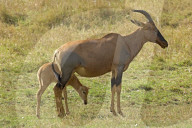 Topi,  Leierantilope