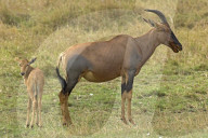 Topi,  Leierantilope