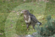Maeusebussard; (Buteo buteo); Bussard; Jaeger; Greifvogel; Raubvogel; Jagd; Alpen; Gebirge; Flachland; Horst; Beute; Nest; Vogel; Voegel; fliegend; kreisend in der Luft zu sehen, haeufiges Tier, Horst, 