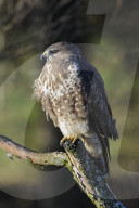 Maeusebussard; (Buteo buteo); Bussard; Jaeger; Greifvogel; Raubvogel; Jagd; Alpen; Gebirge; Flachland; Horst; Beute; Nest; Vogel; Voegel; fliegend; kreisend in der Luft zu sehen, haeufiges Tier, Horst, 