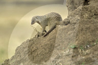 Mungo; Zebramanguste; Manguste; (Mungos mungo); Schleichkatze,