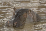 Nilpferd, Flusspferd