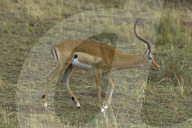 Impala, Schwarzfersenantilope, Antilope