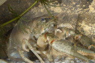 Krebs, Kamberkrebs, Flusskrebs