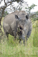 Breitmaulnashorn, weisses Nashorn, Nashorn