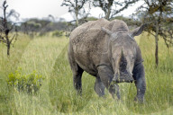 Breitmaulnashorn, weisses Nashorn, Nashorn