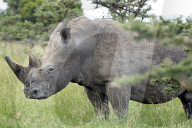 Breitmaulnashorn, weisses Nashorn, Nashorn