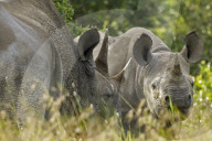 Nashorn, Spitzmaulnashorn, Schwarzes Nashorn