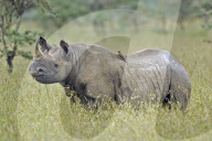 Nashorn, Spitzmaulnashorn, Schwarzes Nashorn