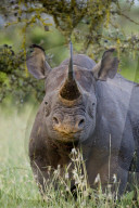 Nashorn, Spitzmaulnashorn, Schwarzes Nashorn
