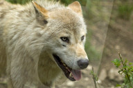 Wolf, Grauwolf, Raubtier, Grossraubtier, Rudeltier, Fleischfresser