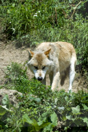 Wolf, Grauwolf, Raubtier, Grossraubtier, Rudeltier, Fleischfresser