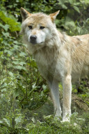 Wolf, Grauwolf, Raubtier, Grossraubtier, Rudeltier, Fleischfresser