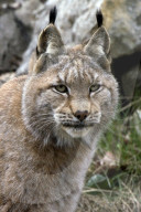 Luchs; (Lynx lynx); Europaeischer Luchs; Nordluchs; Katze; Raubkatze; Raubtier; Pelztier; Fell; Fleischfresser; Projekt Luno; Luchsumsiedelung; Tier; Saeugetier; Wild; Jagd; Wilderei
