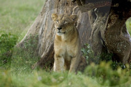 Loewe, Loewin beim Bruellen, Grossraubtier, Grosskatze