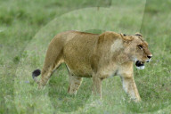 Loewe, Loewin beim Bruellen, Grossraubtier, Grosskatze