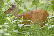 Buschbock, Schirrantilope, Antilope