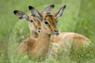 Impala, Schwarzfersenantilope, Antilope