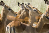 Impala, Schwarzfersenantilope, Antilope