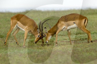 Impala, Schwarzfersenantilope, Antilope