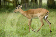 Impala, Schwarzfersenantilope, Antilope