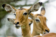 Impala, Schwarzfersenantilope, Antilope