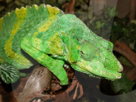 Riesenchamaeleon, Chamaeleon, (Chamaelo melleri), Eidechse, Reptil, Tier, Farbenwechsel, waermeliebend; Augen unabhaengig voneinender beweglich, Zunge für Beutefang