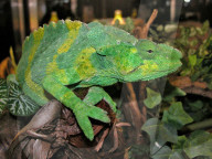 Riesenchamaeleon, Chamaeleon, (Chamaelo melleri), Eidechse, Reptil, Tier, Farbenwechsel, waermeliebend; Augen unabhaengig voneinender beweglich, Zunge für Beutefang