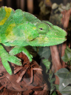 Riesenchamaeleon, Chamaeleon, (Chamaelo melleri), Eidechse, Reptil, Tier, Farbenwechsel, waermeliebend; Augen unabhaengig voneinender beweglich, Zunge für Beutefang