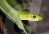 Gewoehnliche Mamba, Mamba; (Dendroaspis angusticeps); Schlange, Giftschlange, Reptil; Tier, frisst kleine Saeuger und Voegel; sehr giftig, toedliches Gift; Baumschlange, Gifttier