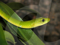 Gewoehnliche Mamba, Mamba; (Dendroaspis angusticeps); Schlange, Giftschlange, Reptil; Tier, frisst kleine Saeuger und Voegel; sehr giftig, toedliches Gift; Baumschlange, Gifttier
