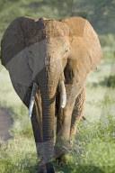 afrikanischer Elefant, Elefant