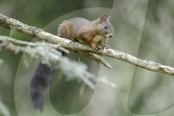 Eichhoernchen, (Sciurus vulgaris), Tier, Saeugetier; Hoernchen; Nagetier; Nager; Nestbau; tagaktiv; alle Finger haben sich zu Greifzehen entwickelt, Nagezaehne wachsen das ganze Leben lang nach, 