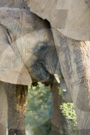afrikanischer Elefant, Elefant