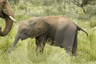 afrikanischer Elefant, Elefant