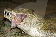 Krokodil, Nilkrokodil, Panzerechse