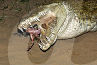 Krokodil, Nilkrokodil, Panzerechse